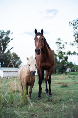 Wall Mural - horse friends