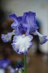 Canvas Print - purple iris flower