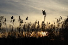 Reeds On The Shore Of The Pond At Sunset, Evening Landscape