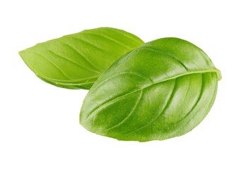 Wall Mural - Basil leaf isolated on white background, collection
