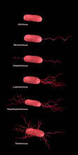 Flagella Arrangement In Bacteria, Illustration