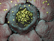 © Science RF - Chlamydia bacterial infection , illustration