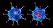 © Science RF - Adenovirus structure, illustration