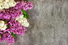 Beautiful Blooming Purple And White Lilac Flowers On Gray Concrete Background. Floral Composition. Women Day, Mother Day, Birthday And Wedding Concept. Top View, Flat Lay, Mockup, Copy Space For Text