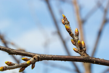 budding buds on a tree branch in early spring macro