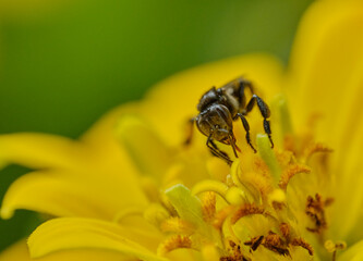 Wall Mural - long-chinned stingless bee (geniotrigona thoracica) on yellow flower macro photo