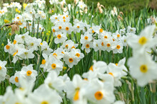 Narcissus Daffodil ÔCragfordÕ In Flower.
