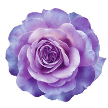 Purple   Rose Flower  On White Isolated Background With Clipping Path. Closeup. For Design. Nature.