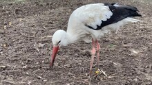 White Stork With Wing Black Edge Finds Food In Field Ground