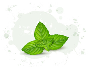 Wall Mural - Fresh green Mint herb leaves vector illustration 