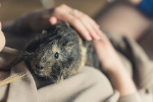 Furry Black And Gray Abyssinian Guinea Pig Laying On Human's Belly And Being Pet On Its Back. High Quality Photo