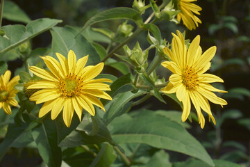 Wall Mural - Jerusalem artichoke (Helianthus tuberosus). Called Sunroot, sunchoke, wild sunflower, Topinambur and Earth apple also