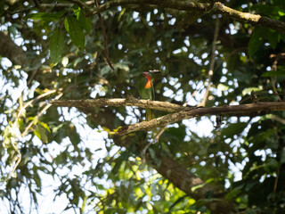 Wall Mural - A beautiful bird Red-bearded bee-eater (Nyctyornis amictus) green bird with red beard and pink forehead on the branch eating insect