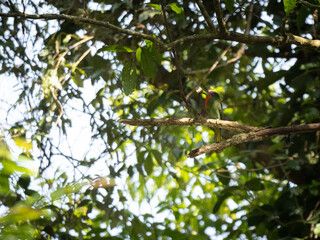 Wall Mural - A beautiful bird Red-bearded bee-eater (Nyctyornis amictus) green bird with red beard and pink forehead on the branch eating insect