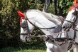 Białe konie z czerwonymi nausznikami.