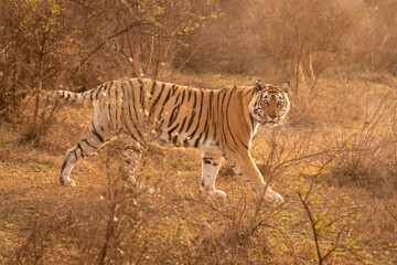 wild bengal female tiger closeup or portrait with pony or broken tail on prowl in outdoor wildlife safari at sariska national park or tiger reserve alwar rajasthan india - panthera tigris tigris