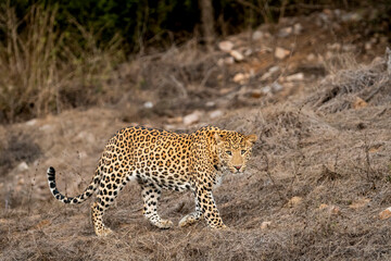 Wall Mural - indian wild male leopard or panther side profile portrait walking or stroll in style with eye contact in summer season outdoor jungle safari at forest of central india asia - panthera pardus fusca