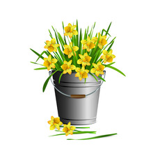 Lots Of Yellow Narcissus (daffodils) Flowers In A Metal Bucket, Isolated On White Background. Vector Illustration.