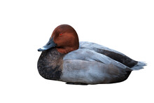 Common Pochard Duck Isolated