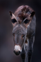 Wild Donkey Portrait On Dark