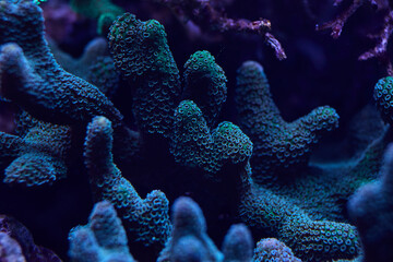 Wall Mural - sea ​​coral Sps Montipora
