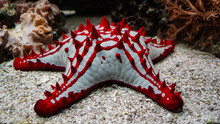 Red-knobbed Sea Star (Protoreaster Lincki), Seastar / Starfish