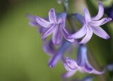 Fototapeta Na sufit - violet flower