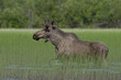 Young bull moose walking in swampy lake