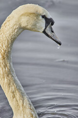 Canvas Print - Vertical close-up of graceful white swan in the lake