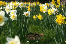 A Pair Of Sandals Abandoned Amongst Daffodils