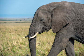 Elephant walking on the grass