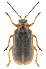 Wall Mural - Galerucella nymphaeae beetle specimen