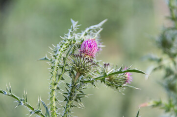 Wall Mural - up close wild milk thistle flowers