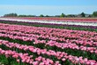 © Monika_B. - Tulpenfeld am Niederrhein