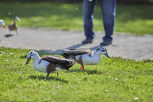 Closeup Shot Of Grass Ducks Standing On The Grass With Adult Man Standing In The Blurred Background