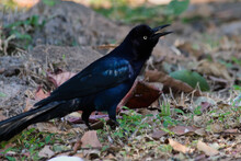 Closeup Of A Male Great-tailed Grackle Or Mexican Grackle. Quiscalus Mexicanus.