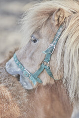 Canvas Print - Portrait of a brown pony grooming another horse with its mouth on a sunny day on blurred background