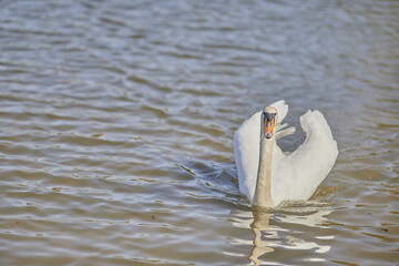 Poster - Beautiful shot of a mute swan swimming in the calm water of the lake in bright sunlight