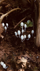 Wall Mural - Vertical shot of tiny mushrooms on an old tree bark