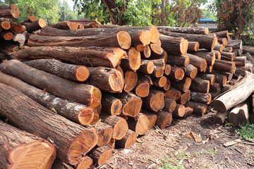 Poster - Stack Of Logs In Forest