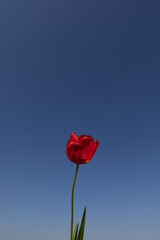 Poster - red spring flower in front of a blue sky