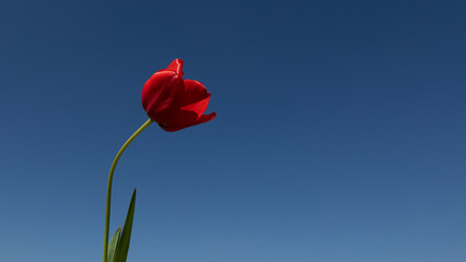 Poster - red spring flower in front of a blue sky