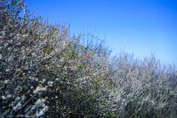 Poster - colored spring photograph