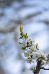 Poster - colored spring photograph