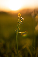 Wall Mural - colored spring photograph