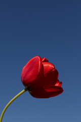 Poster - red spring flower in front of a blue sky