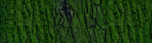 Tree Bark With Green Moss And Lichen