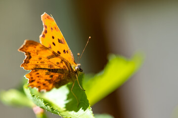 Sticker - A comma, Polygonia c-album, orange butterfly