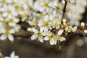 Poster - a closeup on the brilliant white blossoming blackthorn, Prunus spinosa, flowers in the field - mibu