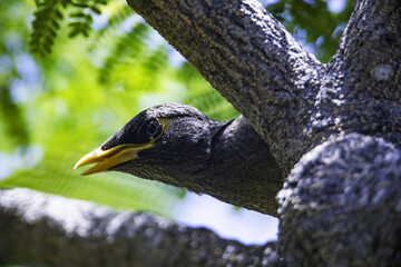 Poster - Closeup shot of a Common myna hiding in the tree on a blurry background